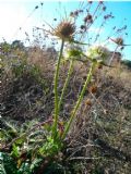 Dipsacus ferox